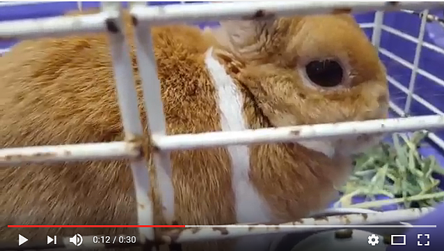 動画写真館 ハートランド動物病院 佐倉市 八千代市 四街道市 小動物も診察